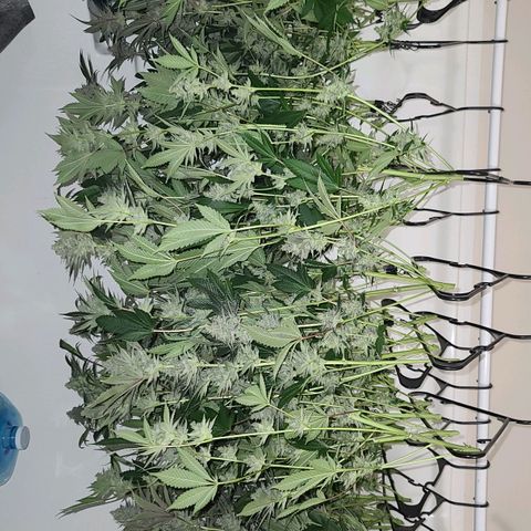 Grape Octane (Grape Pie x High Octane OG) growlog timeline photo