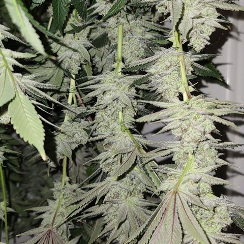 Grape Octane (Grape Pie x High Octane OG) growlog timeline photo