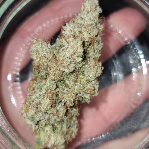 Grape Octane (Grape Pie x High Octane OG) growlog photo: Tester sample. 5 days drying. Smells phenomenal. Great head and body high. 