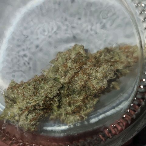 Grape Octane (Grape Pie x High Octane OG) growlog photo: Tester sample. 5 days drying. Smells phenomenal. Great head and body high. 