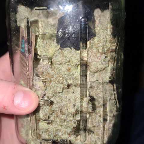 Grape Octane (Grape Pie x High Octane OG) growlog timeline photo