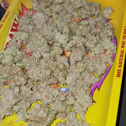 Grape Octane (Grape Pie x High Octane OG) growlog timeline photo