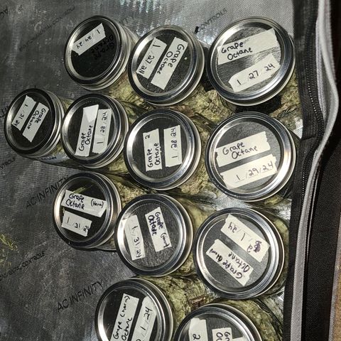 Grape Octane (Grape Pie x High Octane OG) growlog photo: Finished trimming. Took a while. Buds got a little crispy but not too bad. All on jars with 58% boveda packs. 12 jars total. Not weighed yet.