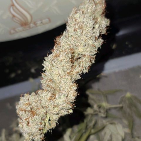 Grape Octane (Grape Pie x High Octane OG) growlog photo: Finished trimming. Took a while. Buds got a little crispy but not too bad. All on jars with 58% boveda packs. 12 jars total. Not weighed yet.
