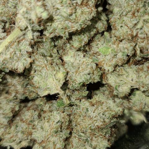 Grape Octane (Grape Pie x High Octane OG) growlog photo: Finished trimming. Took a while. Buds got a little crispy but not too bad. All on jars with 58% boveda packs. 12 jars total. Not weighed yet.