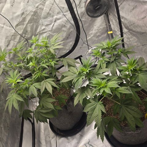 Grape Octane growlog timeline photo