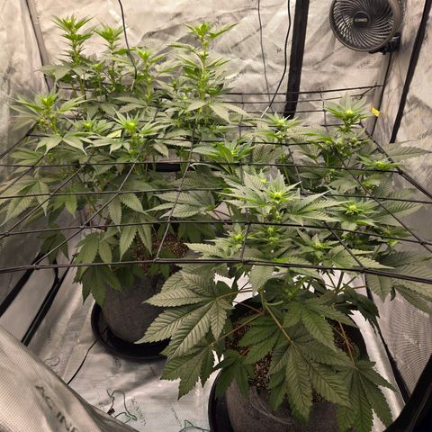 Grape Octane growlog timeline photo