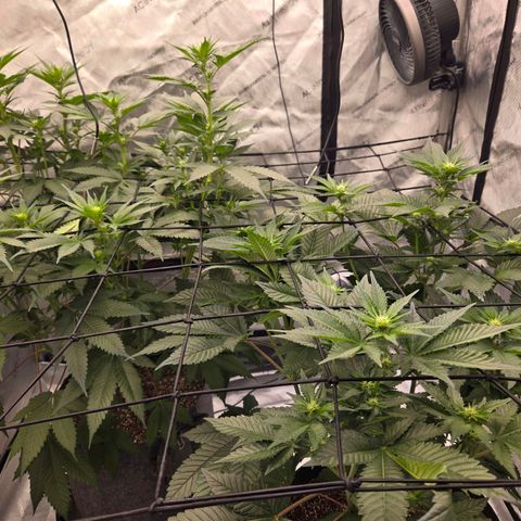 Grape Octane growlog timeline photo