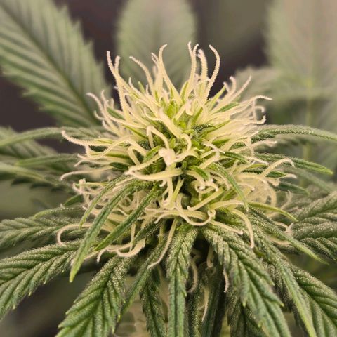 Grape Octane growlog timeline photo