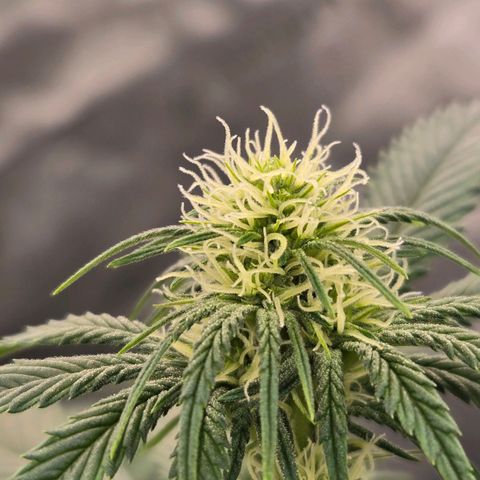 Grape Octane growlog timeline photo