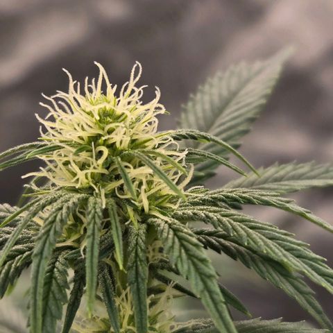 Grape Octane growlog timeline photo