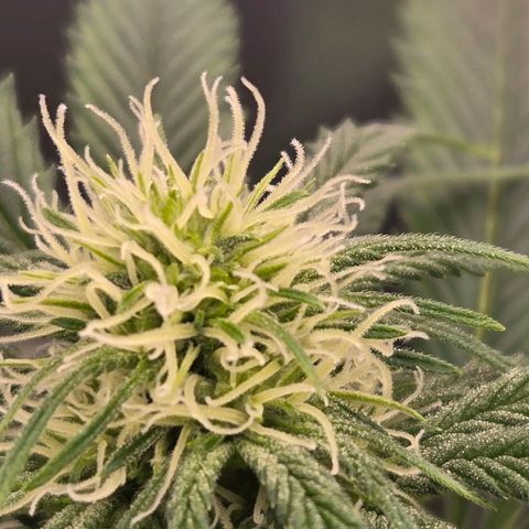 Grape Octane growlog timeline photo