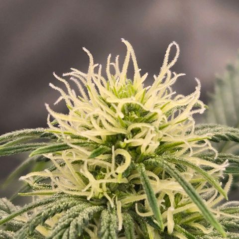 Grape Octane growlog timeline photo