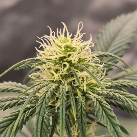Grape Octane growlog timeline photo