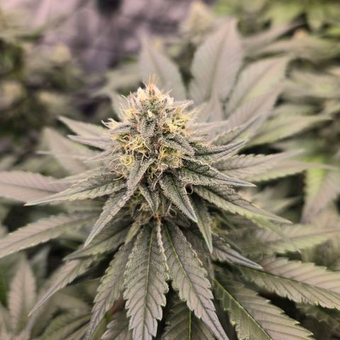 Grape Octane growlog timeline photo