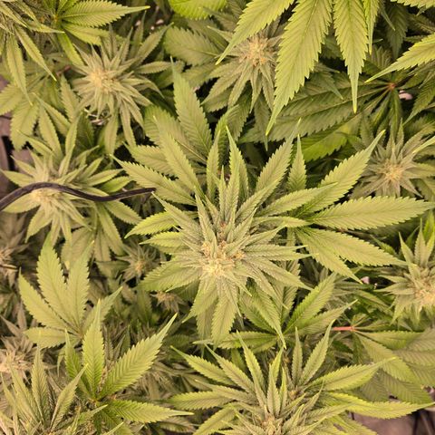 Grape Octane growlog timeline photo
