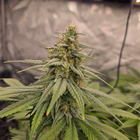 Grape Octane growlog timeline photo