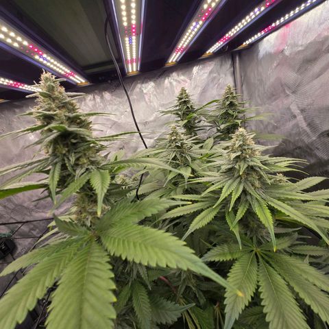 Grape Octane growlog timeline photo