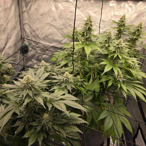 Grape Octane growlog timeline photo