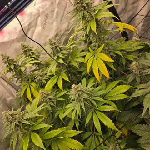 Grape Octane growlog timeline photo