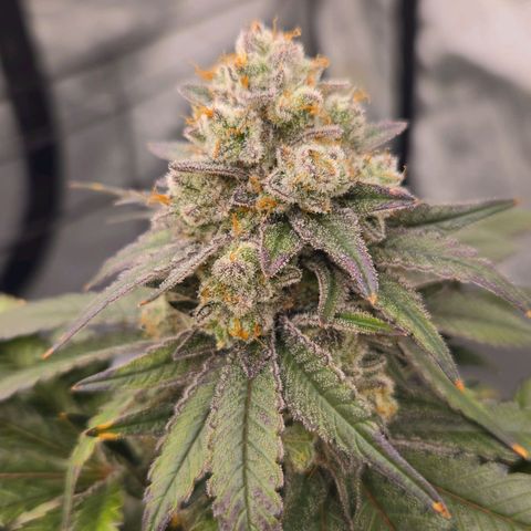Grape Octane growlog timeline photo