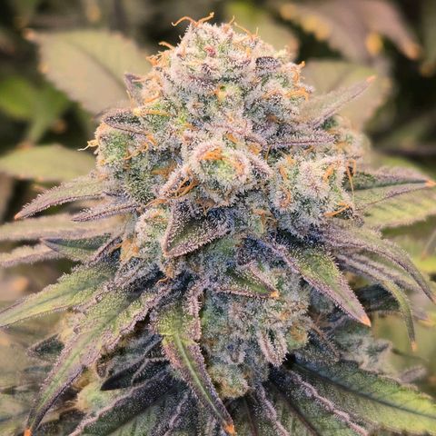 Grape Octane growlog photo: Last light before 2 day darkness