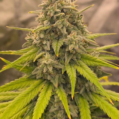 Grape Octane growlog photo: Last light before 2 day darkness