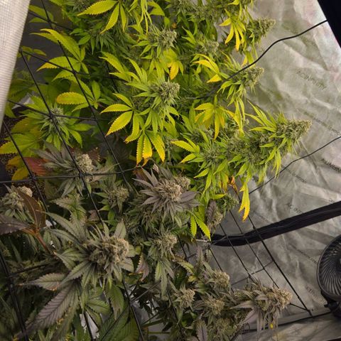 Grape Octane growlog photo: Last light before 2 day darkness