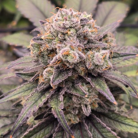 Grape Octane growlog photo: Last light before 2 day darkness