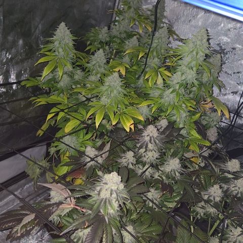 Grape Octane growlog timeline photo