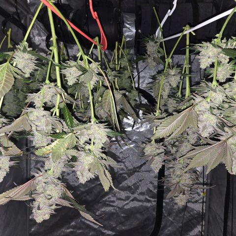 Grape Octane growlog photo: Drying 