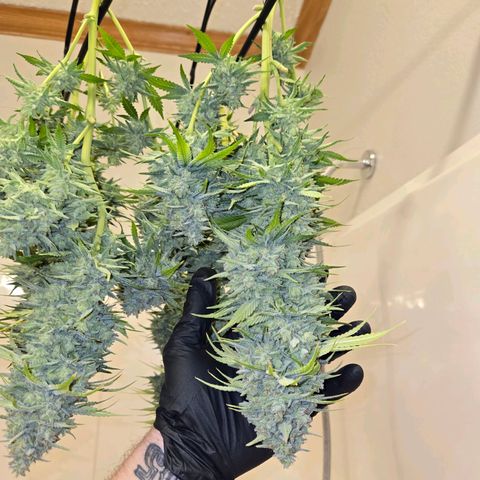 Grape Octane growlog photo: Drying 