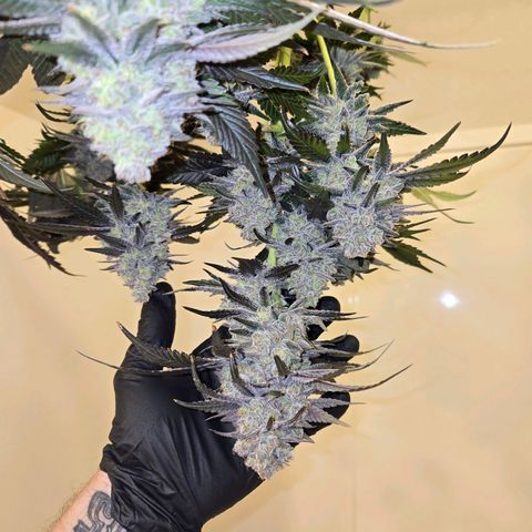 Grape Octane growlog photo: Drying 