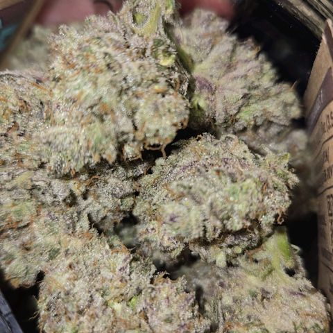 Grape Octane growlog photo: Jar 1. Dark plant 