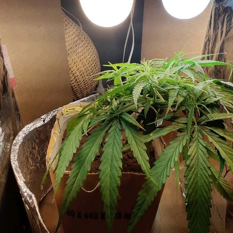 Kerala Gold growlog photo: 45 days from seed. 
Training it into a spiral shape.
Potentially 8 bud sites are forming on the canopy.
Added my nitrogen fertilizer today - basically 1:5 urine+water mix....has been really effective for this plant so far...Today would be it's 4th feed...No other fertilizer till now.

Soil is GOOD!