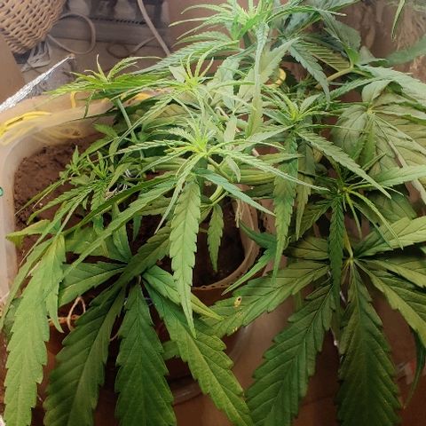 Kerala Gold growlog photo: 45 days from seed. 
Training it into a spiral shape.
Potentially 8 bud sites are forming on the canopy.
Added my nitrogen fertilizer today - basically 1:5 urine+water mix....has been really effective for this plant so far...Today would be it's 4th feed...No other fertilizer till now.

Soil is GOOD!