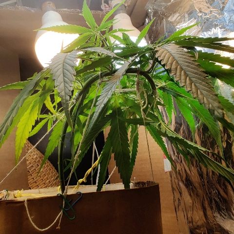 Kerala Gold growlog photo: 45 days from seed. 
Training it into a spiral shape.
Potentially 8 bud sites are forming on the canopy.
Added my nitrogen fertilizer today - basically 1:5 urine+water mix....has been really effective for this plant so far...Today would be it's 4th feed...No other fertilizer till now.

Soil is GOOD!