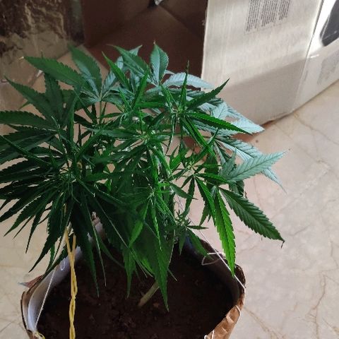 Kerala Gold growlog photo: Mornings...how I wake up!
