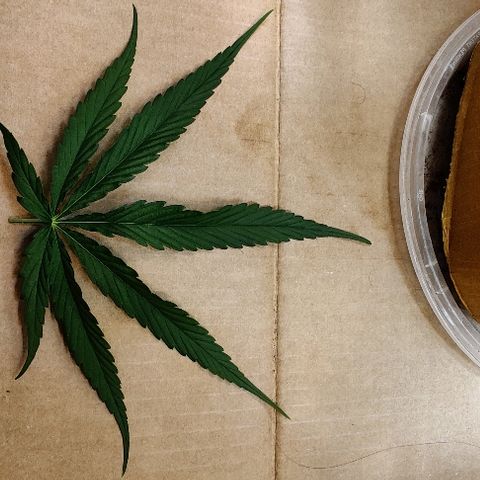 Kerala Gold growlog photo: This one was on the bottom and had no chance of facing upwards, so it goes away into my herbal mix😁
