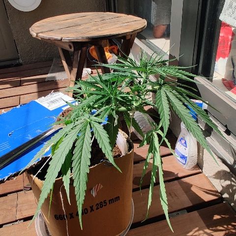 Kerala Gold growlog photo: LST done right!