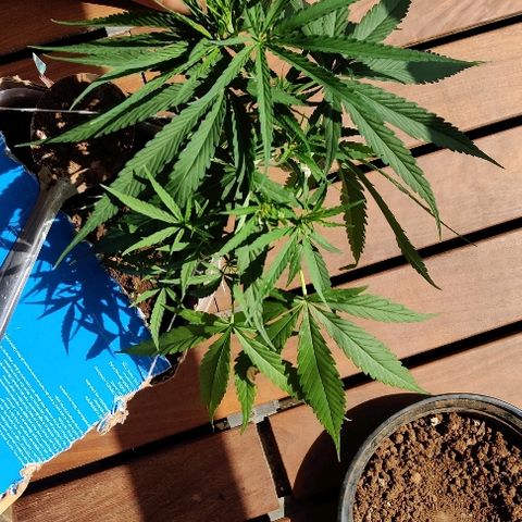 Kerala Gold growlog photo: LST done right!