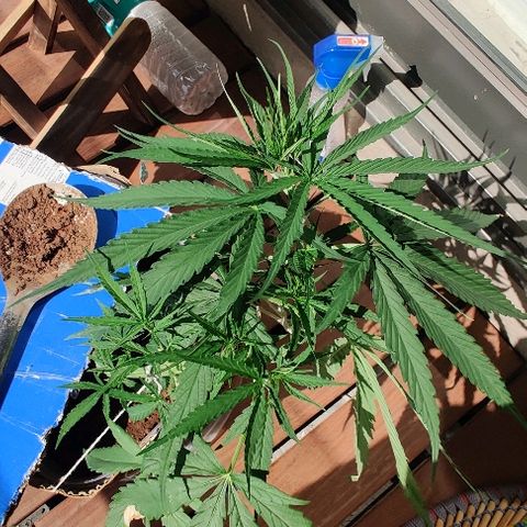 Kerala Gold growlog photo: LST done right!