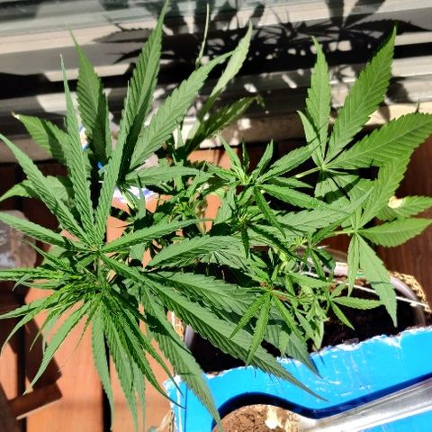 Kerala Gold growlog photo: LST done right!