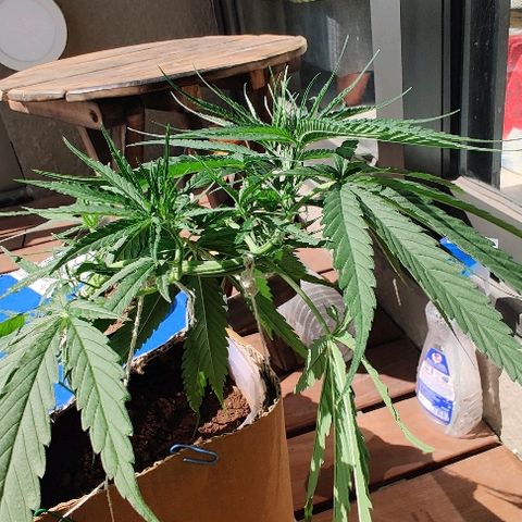Kerala Gold growlog photo: LST done right!