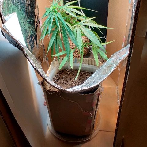 Kerala Gold growlog photo: BOSE GREENTOUCH30 😁
