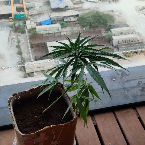 Kerala Gold growlog timeline photo
