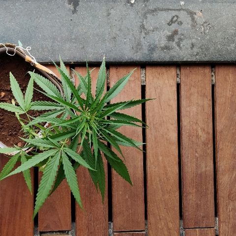 Kerala Gold growlog timeline photo