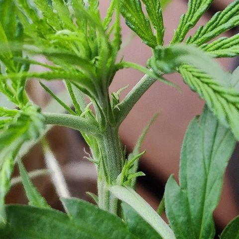 Kerala Gold growlog timeline photo