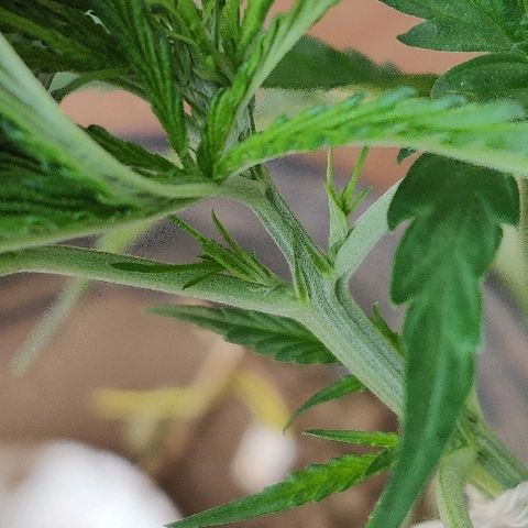 Kerala Gold growlog timeline photo