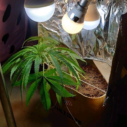 Kerala Gold growlog timeline photo